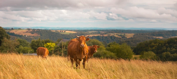 Chez Gratien- The Piquepeyre Cottage