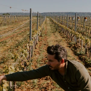 Ultimate Content - Client - La Bouche du Roi, Domaine Viticole