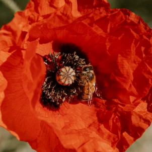 Ultimate Content - Client - La Bouche du Roi, Domaine Viticole