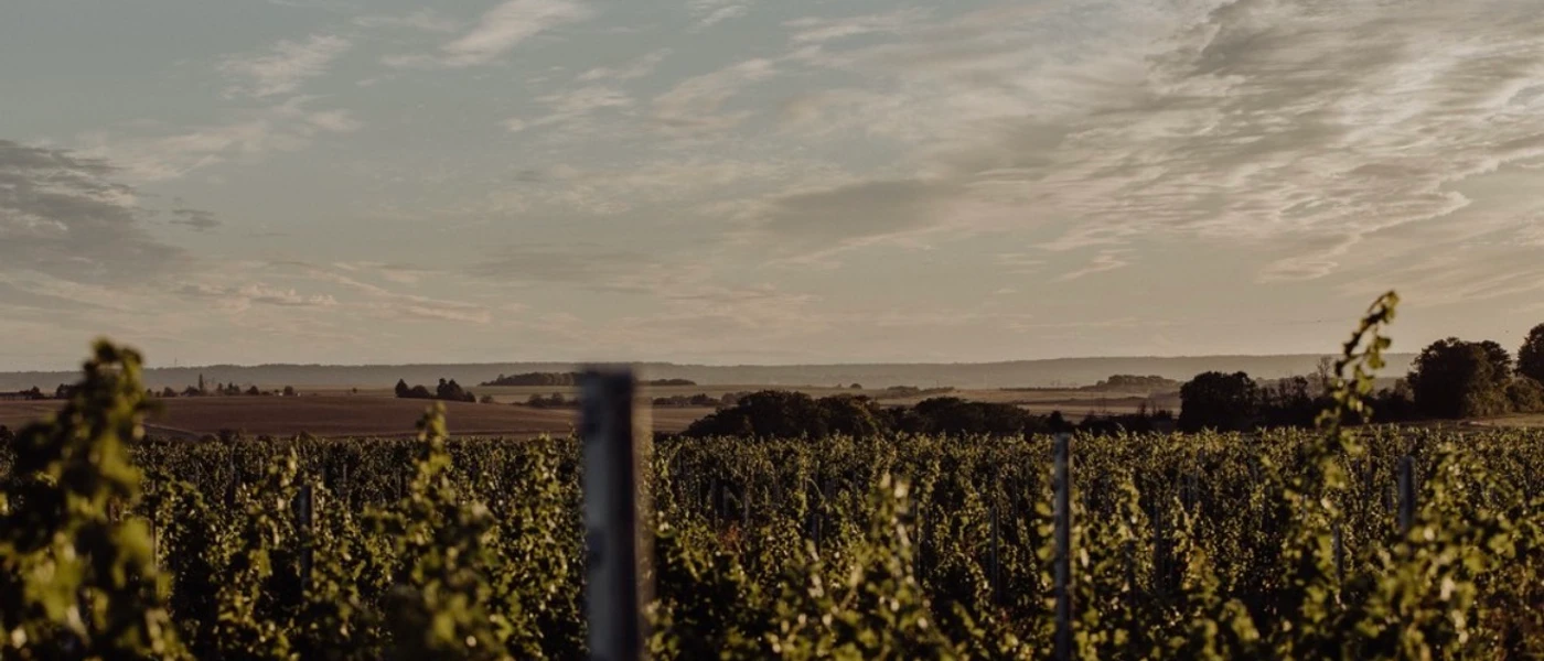 Ultimate Content - Client - La Bouche du Roi, Domaine Viticole