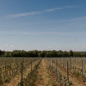 Ultimate Content - Client - La Bouche du Roi, Domaine Viticole